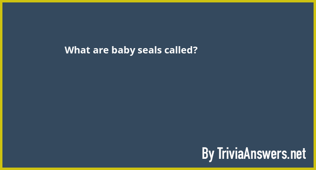 What are baby seals called? - TriviaAnswers.net