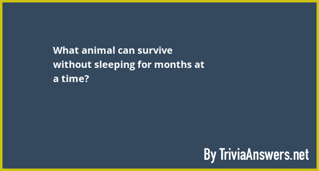 what-animal-can-survive-without-sleeping-for-months-at-a-time