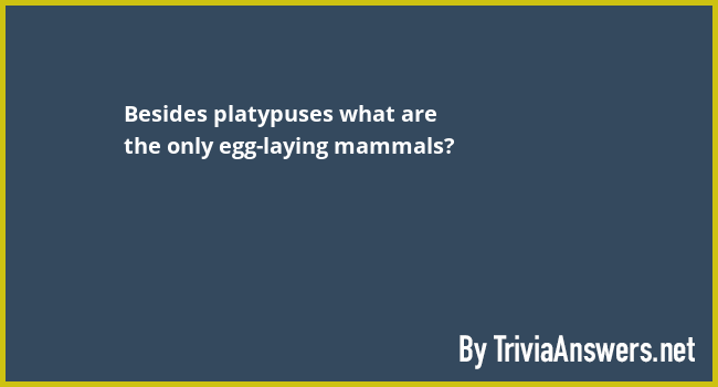 Besides platypuses what are the only egg-laying mammals